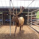 청산사슴농장 이미지