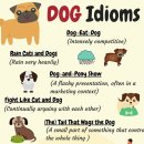 The Cats & Dog 이미지