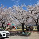 문척-3 | [전남/구례] 무조건 봐야하는 전남 최대 벚꽃로드 구례300리