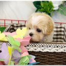 도그마루 강아지고양이 안양점 이미지