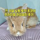 🐰 11살 노령 토끼 초코의 프리미엄 건강검진 후기 (서대문구 한솔동물병원)