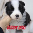 버디독 강아지분양 고양이분양 안심분양센터 인천점 이미지