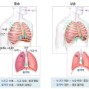 11/26 골반기저근 . 횡격막.대퇴내전근(우은경) 이미지