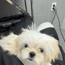 퍼피팸퍼 이미지