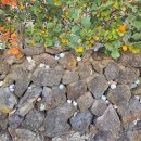 서하농협하나로마트 이미지