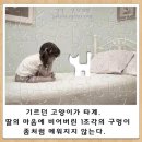 휴대폰갤러리 네이버블로그