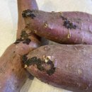 고구마에 이런 증상” 가족들이 먹으면 병원에 실려갑니다 이미지