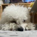 놀로동물행동클리닉 | [설채현 놀로 행동 클리닉] 강아지 과반응 사회화 교육 채민경 수의사 상담후기 3탄