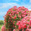 장미축제 이미지