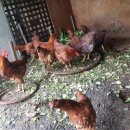 재부 농장 이미지