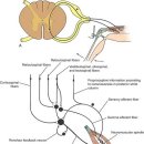 Proprioception (Muscle spindle, Golgi tendon organ) 이미지