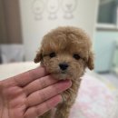 태원켄넬 이미지