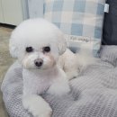 아지다펫 이미지