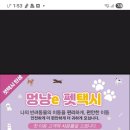 멍냥 펫택시 이미지