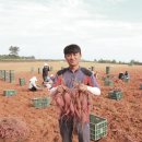 아성고구마 네이버블로그