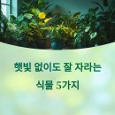 햇빛 없이 잘 크는 그늘용 반려식물 추천