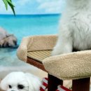 어서오시개냥 애견펜션 이미지