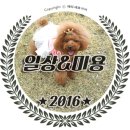 아띠펫살롱 | 인천 푸들미용, 애견미용】 루비펫살롱 다녀왔어요