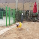 롯데애견 이미지