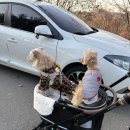 올리스24셀프목욕 | 대구 셀프 애견 목욕 '올리스24 두류공원점'