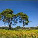 청암순대 네이버블로그