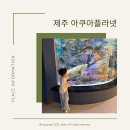 오션 아레나 | 제주 아이랑 가볼만한 곳 아쿠아플라넷, 오션아레나 공연 후기