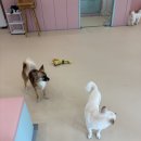 아지트댕댕 이미지