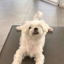 빙고네펫샵 이미지