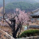 삼매농장 Daum카페