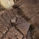 마포양지설렁탕 이미지