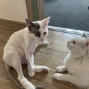 꽃길 걷는 고양이 이미지