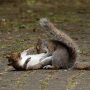 아마추어 사진가가 포착한 두 다람쥐의 리얼한 결투 이미지