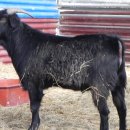 아기염소 이미지