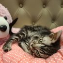 아리스타펫호텔 이미지