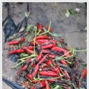 여주-0904 이미지