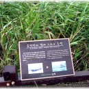 순천만의 추억 이미지