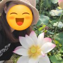 연꽃세상 | [시흥 가볼만한곳] 관곡지 연꽃테마파크~ 여름 아침 산책 코스 + 주차 꿀팁