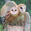 I love owls. 이미지