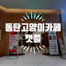 캣플 동탄점 이미지