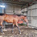 송마목장 이미지