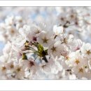 봉오대로 이미지