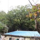 회화경로당 이미지