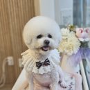 맘스펫살롱 강아지미용 애견샵 이미지