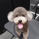 반려생활연구소 동반