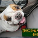 보라애견미용실 이미지