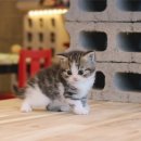 고양이샵 이미지