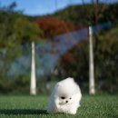 화이트포메라니안 이미지