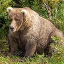 Fat Bear Week Returns to Alaska's Katmai Park with 12 Hefty Hibernators Vyi 이미지