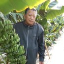 바나나사자 이미지