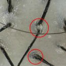 르칼피아 이미지